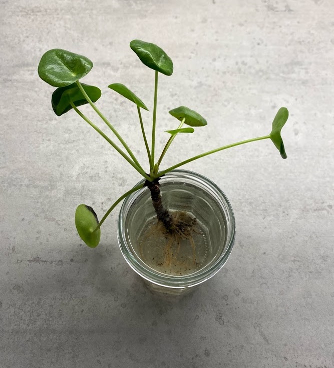 One of my pilea pups water propagating