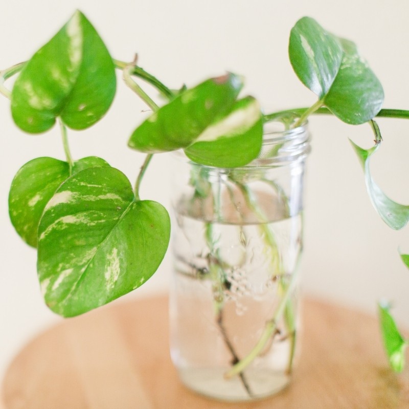 Easy To Care For House Plants - Pothos