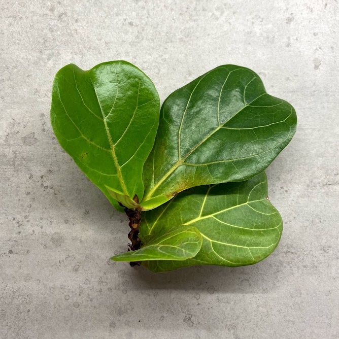 Fiddle Leaf Fig Propagation