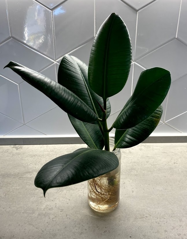 Easy To Care For House Plants - Rubber Plant