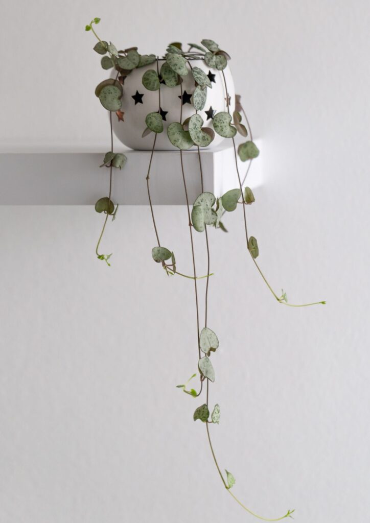 Stunning Succulents - string of hearts