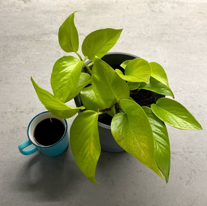 houseplants that like coffee