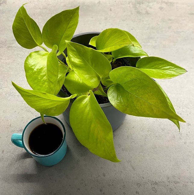 Houseplants That Like Coffee