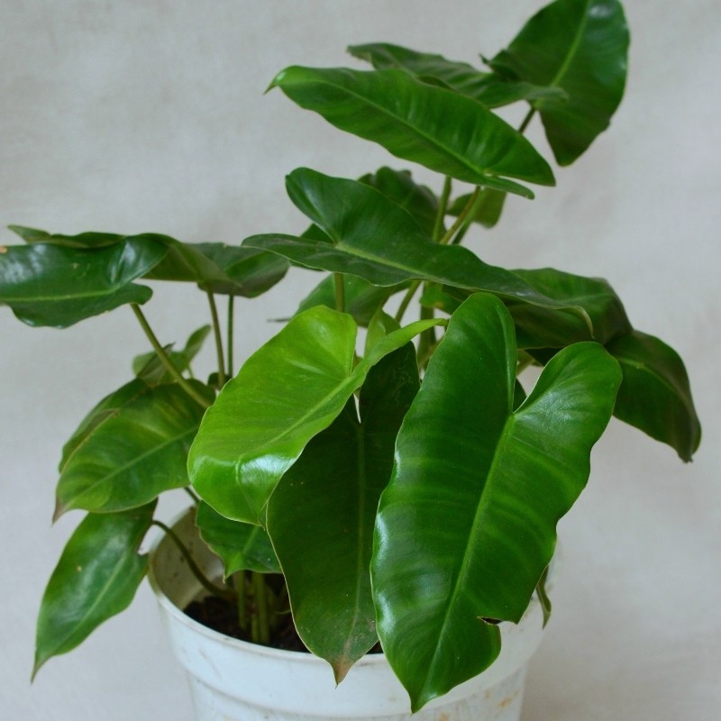 Philodendron Care