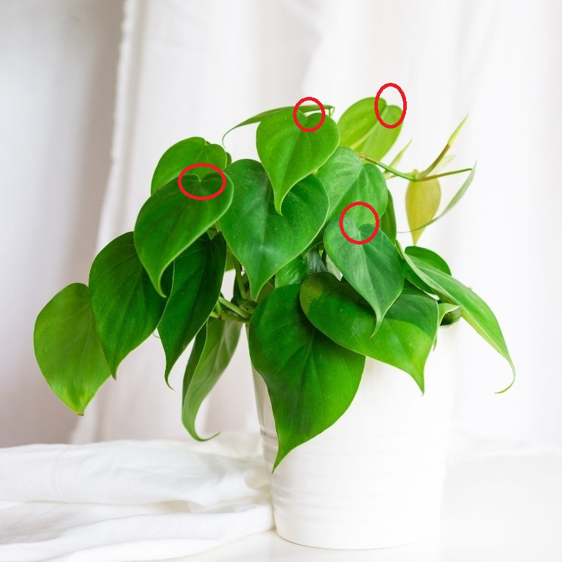 Philodendron Vs Pothos: Heart Leaf Philodendron