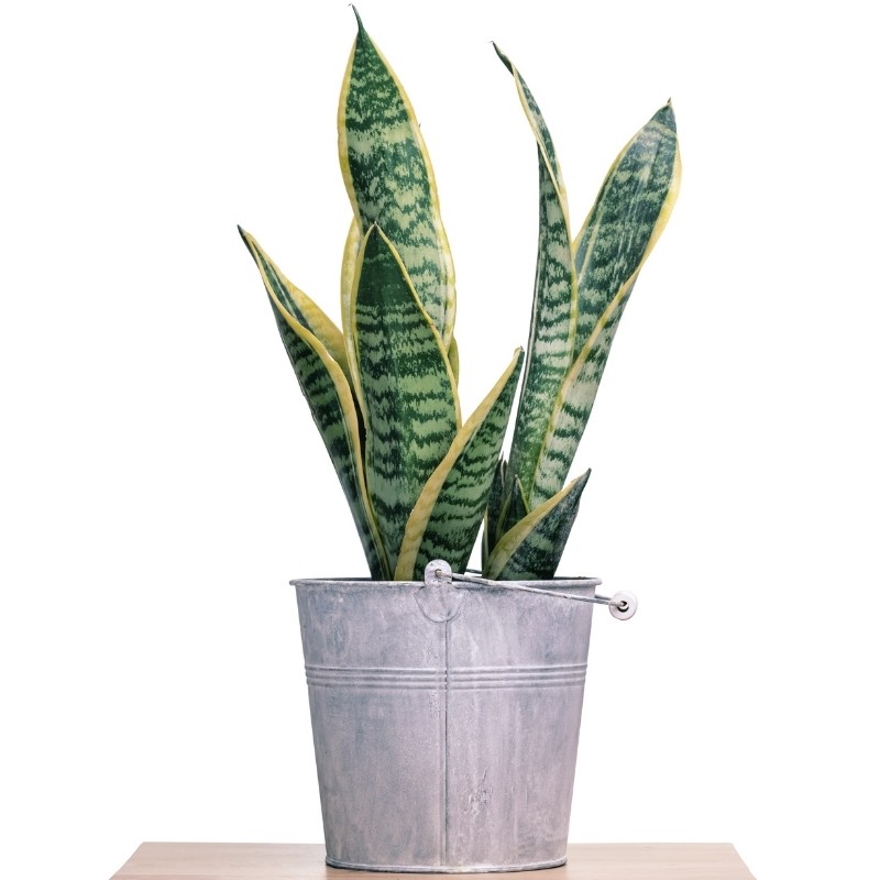 Easy To Care For House Plants - Snake Plant