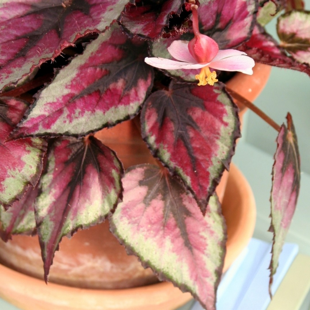 Care For Begonia Rex