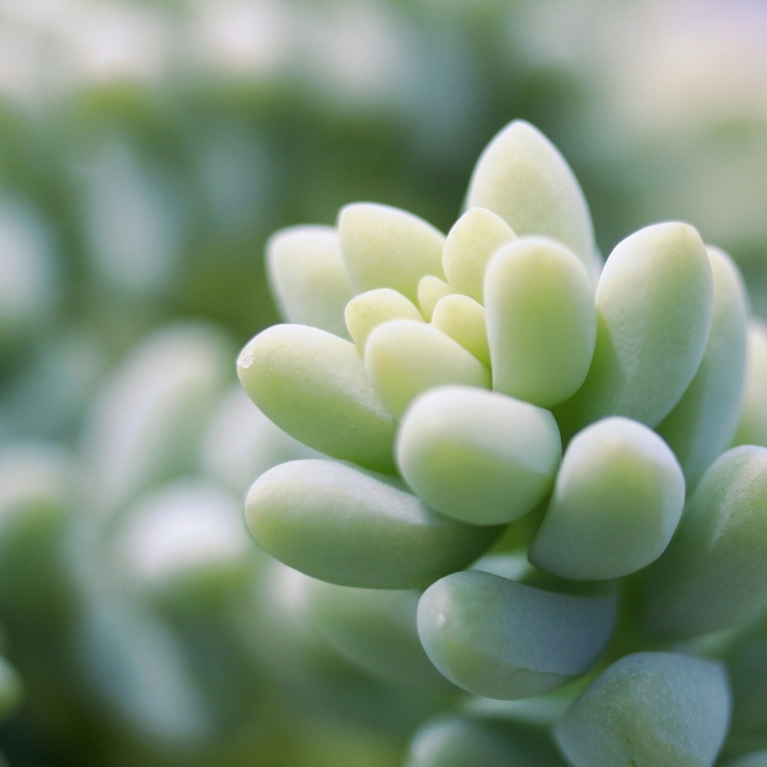 Donkey's Tail Succulent