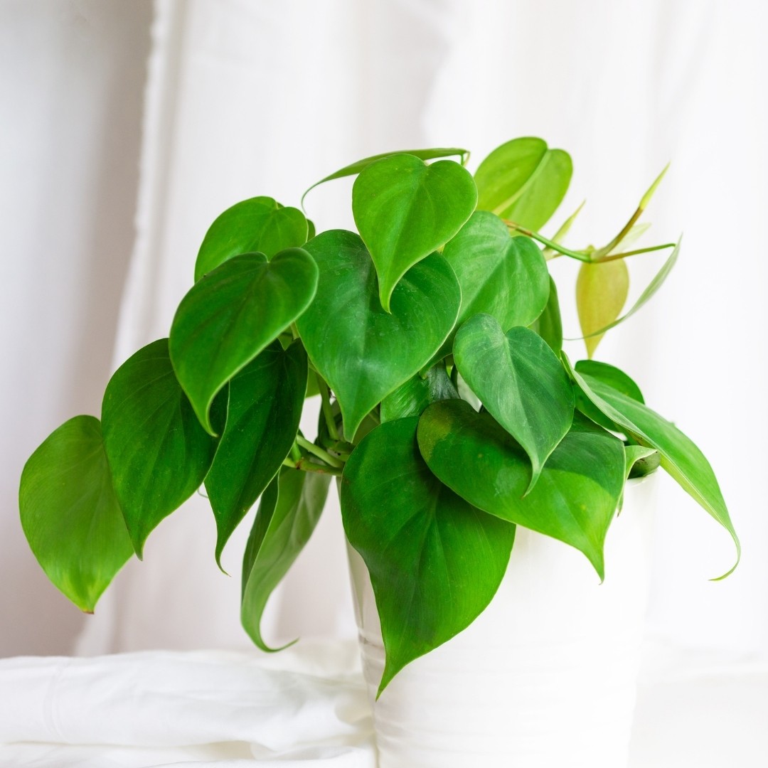 heartleaf philodendron care - teak and terracotta