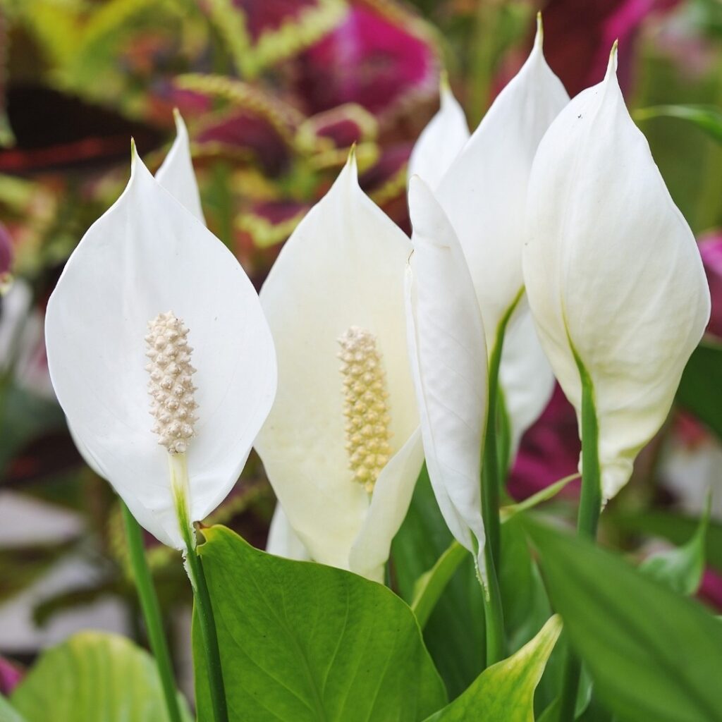 Flowering Indoor Plants - Peace Lily
