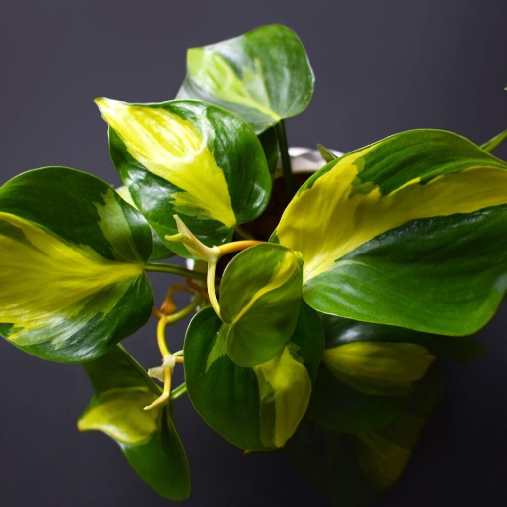 Philodendron Brasil Low Light