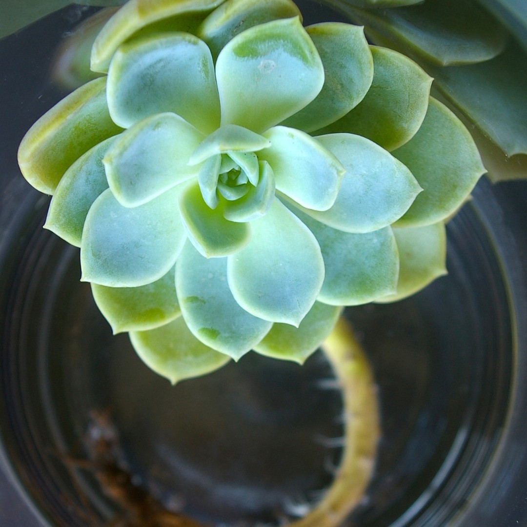 Propagating Succulents In Water