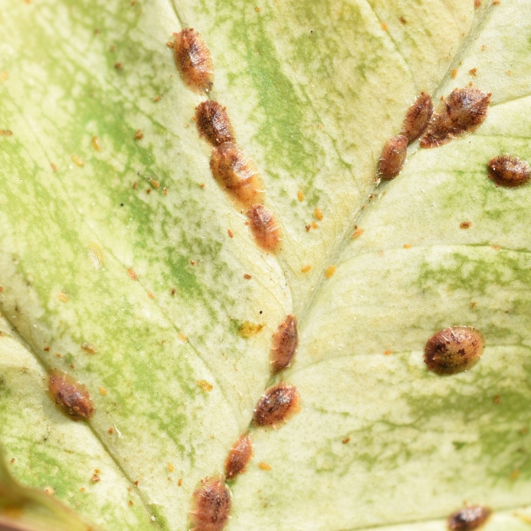 How To Get Rid Of Scale Insects