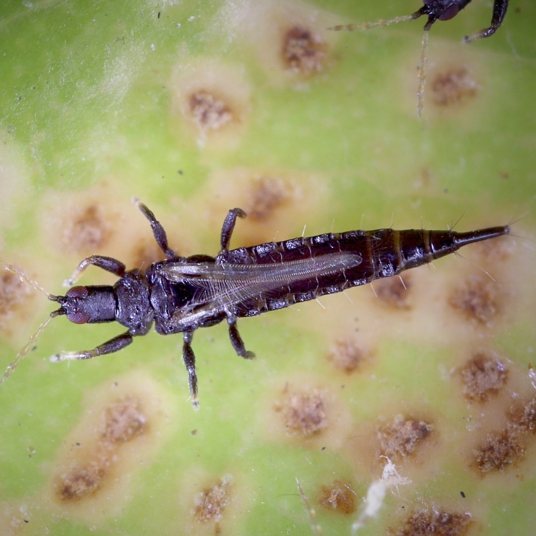 How To Get Rid Of Thrips