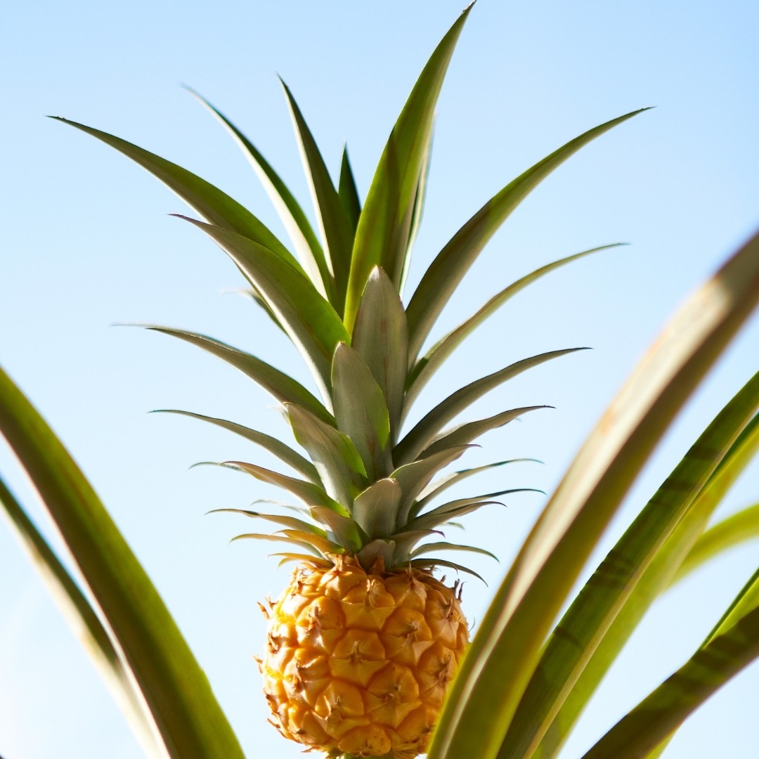 How To Plant Pineapple