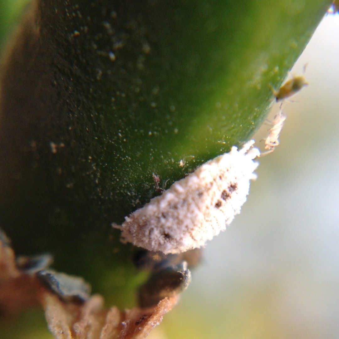 Mealybugs On Plants
