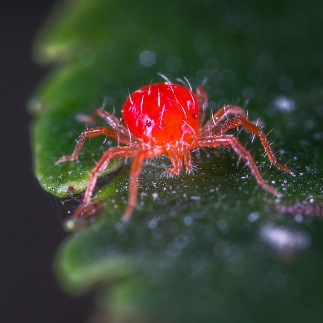 Red Spider Mites