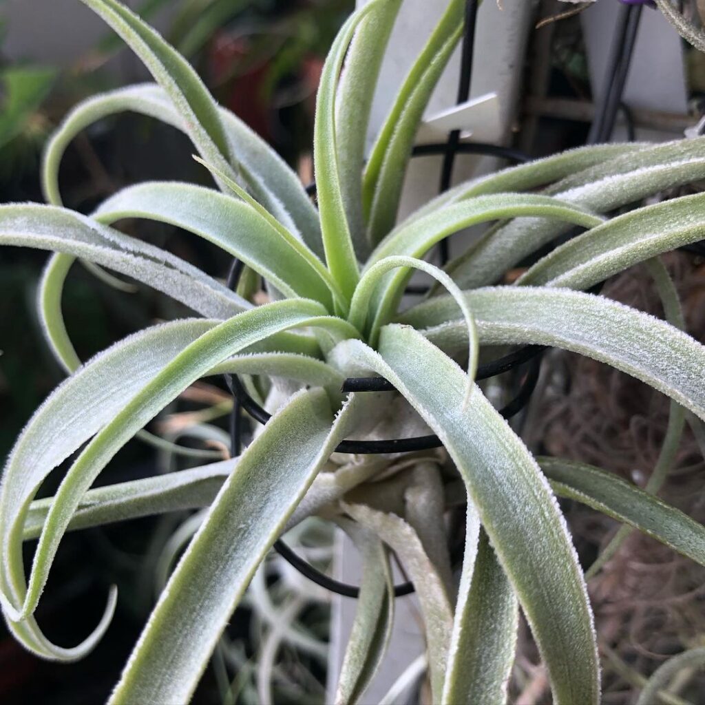 Awesome Airplants - Tillandsia Cacticola