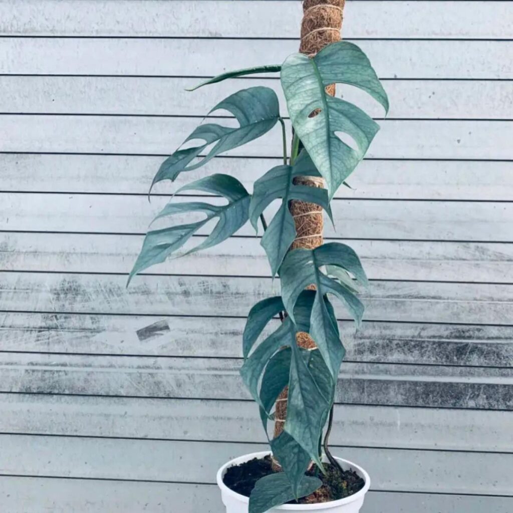 Pothos Varieties - cebu blue