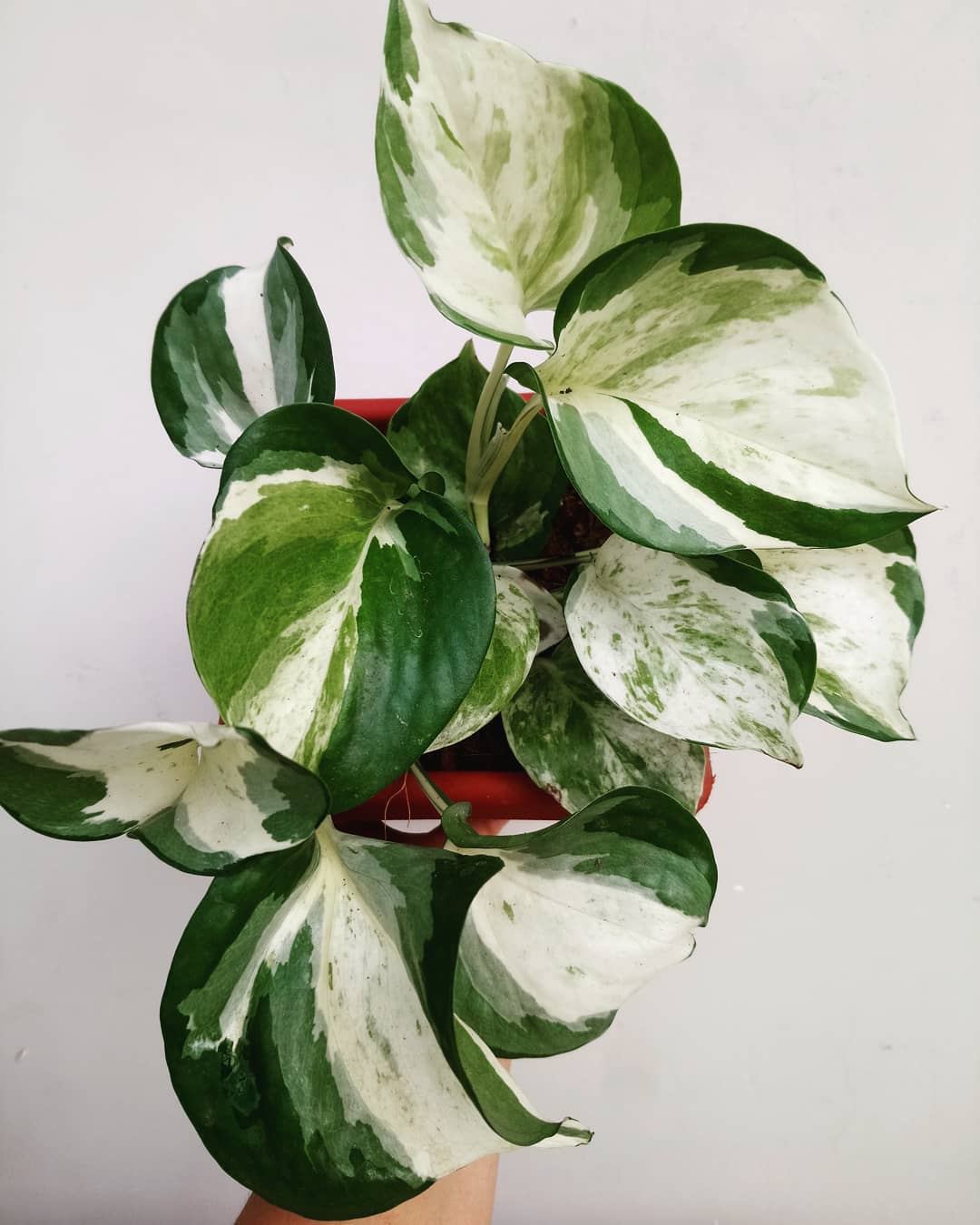 What is the Rarest Pothos? 