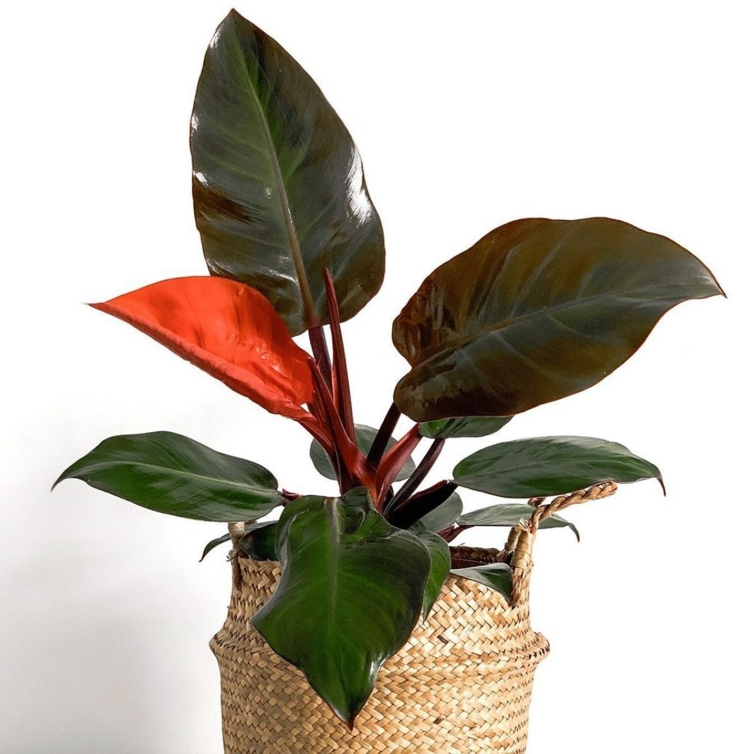 Philodendron Red - Care And Propagation - Teak Terracotta