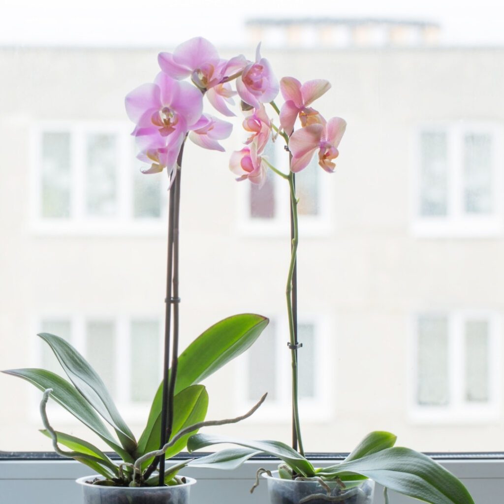 Care For An Orchid Indoors