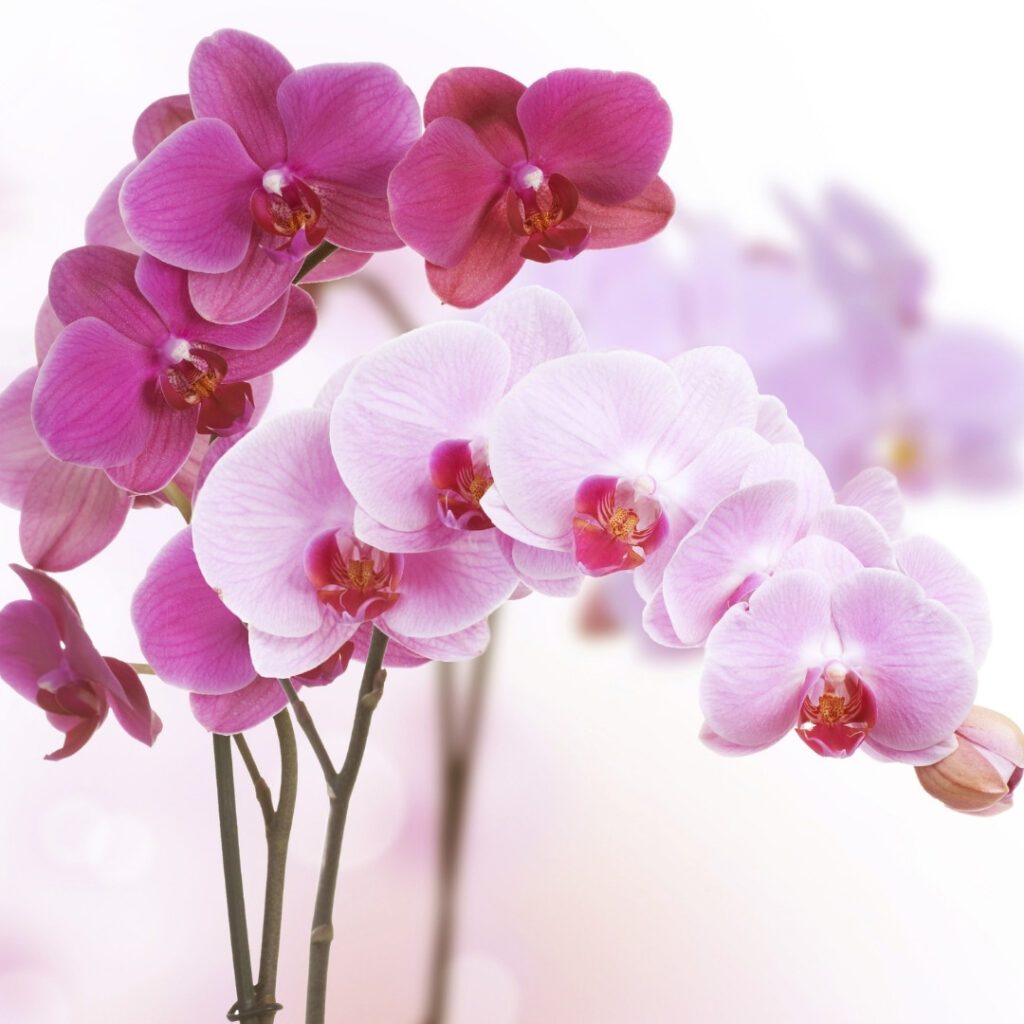 Care For An Orchids