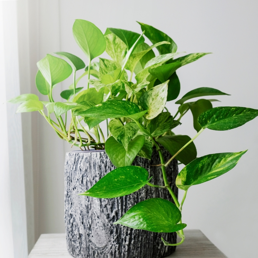Can Pothos Grow Outside