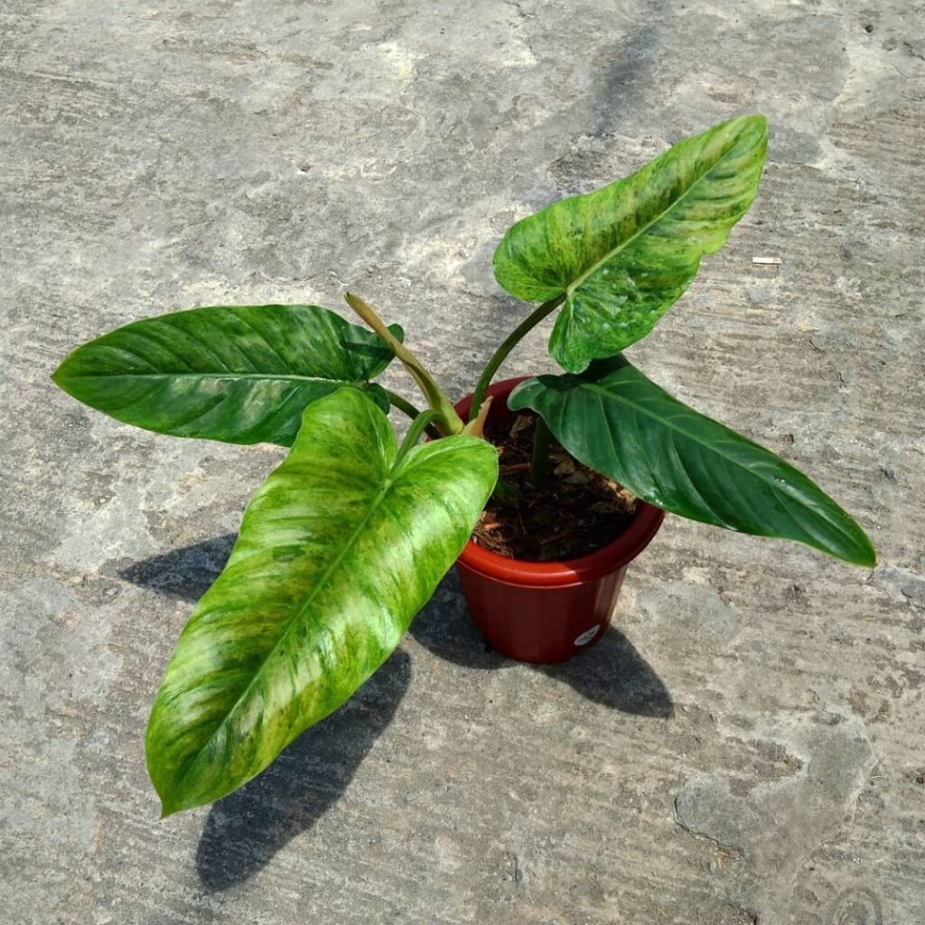 Philodendron Subhastatum Variegata