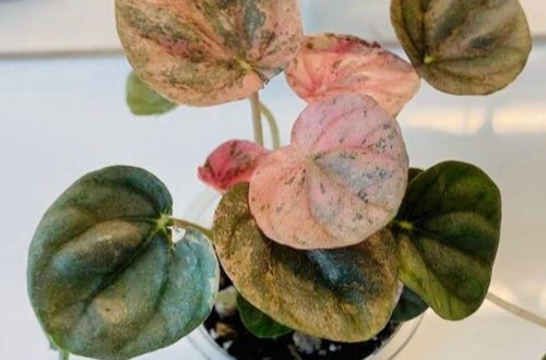 Pink Lady Peperomia