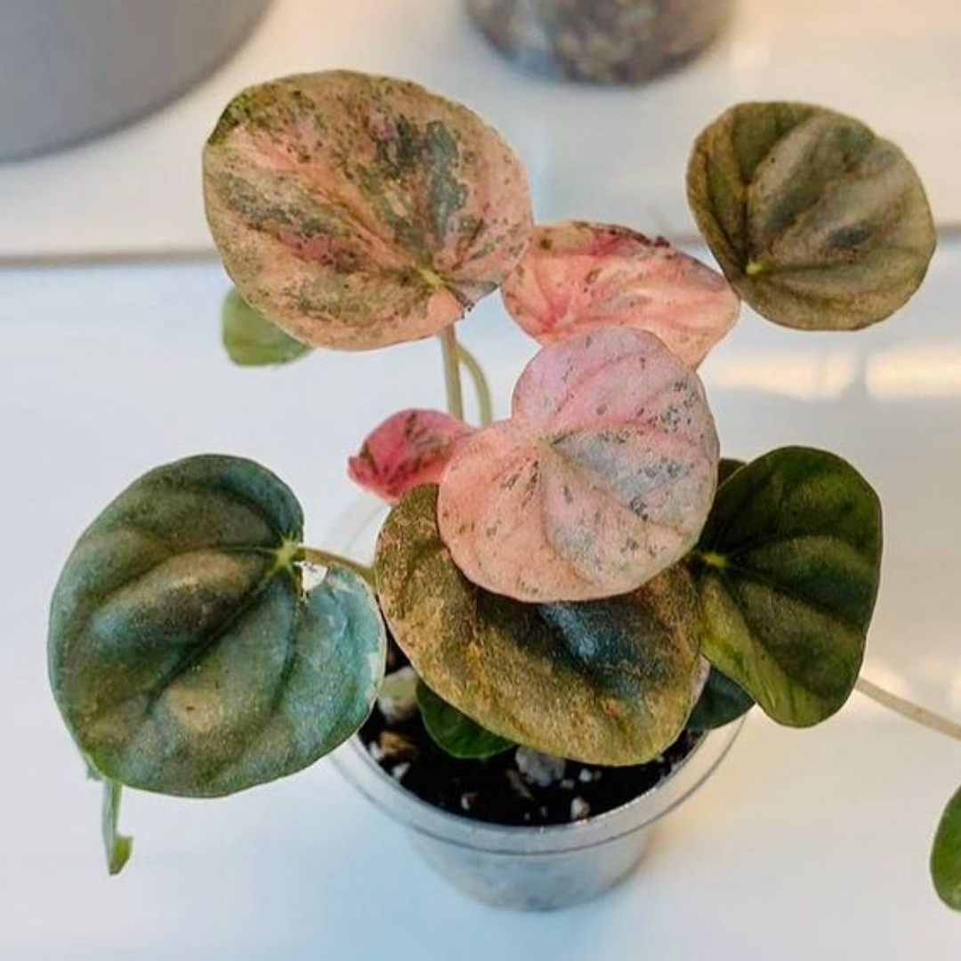Pink Lady Peperomia