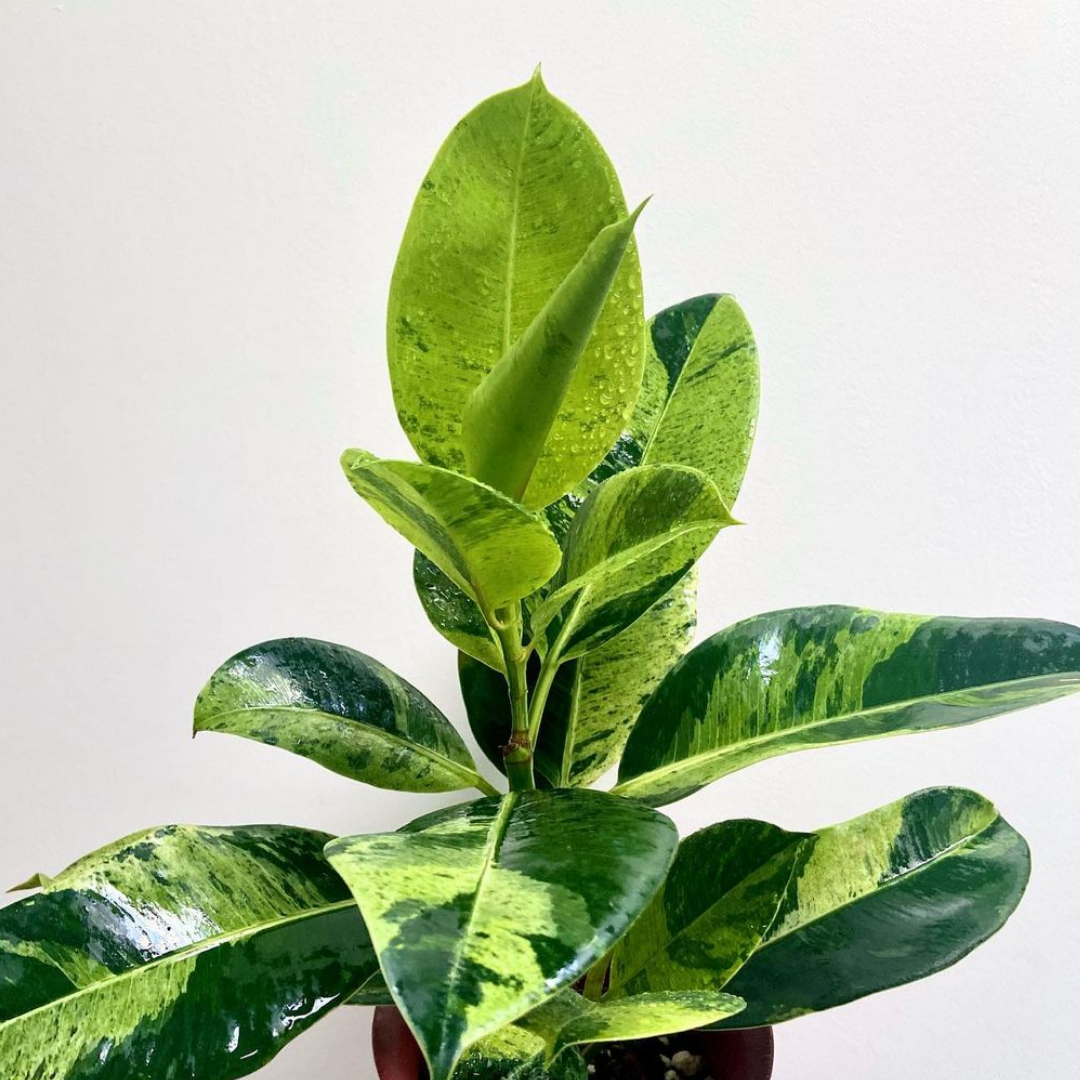Ficus Shivereana