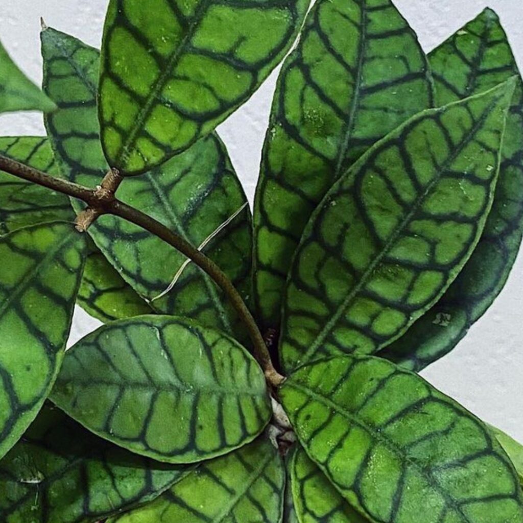 Hoya Callistophylla Care