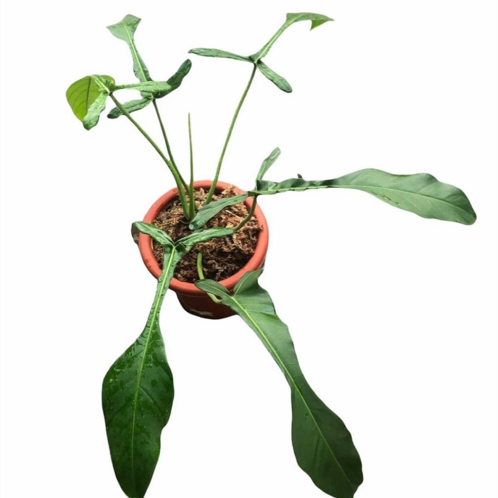 Philodendron Joepii Care