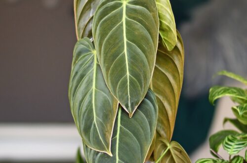 Philodendron Melanochrysum Care