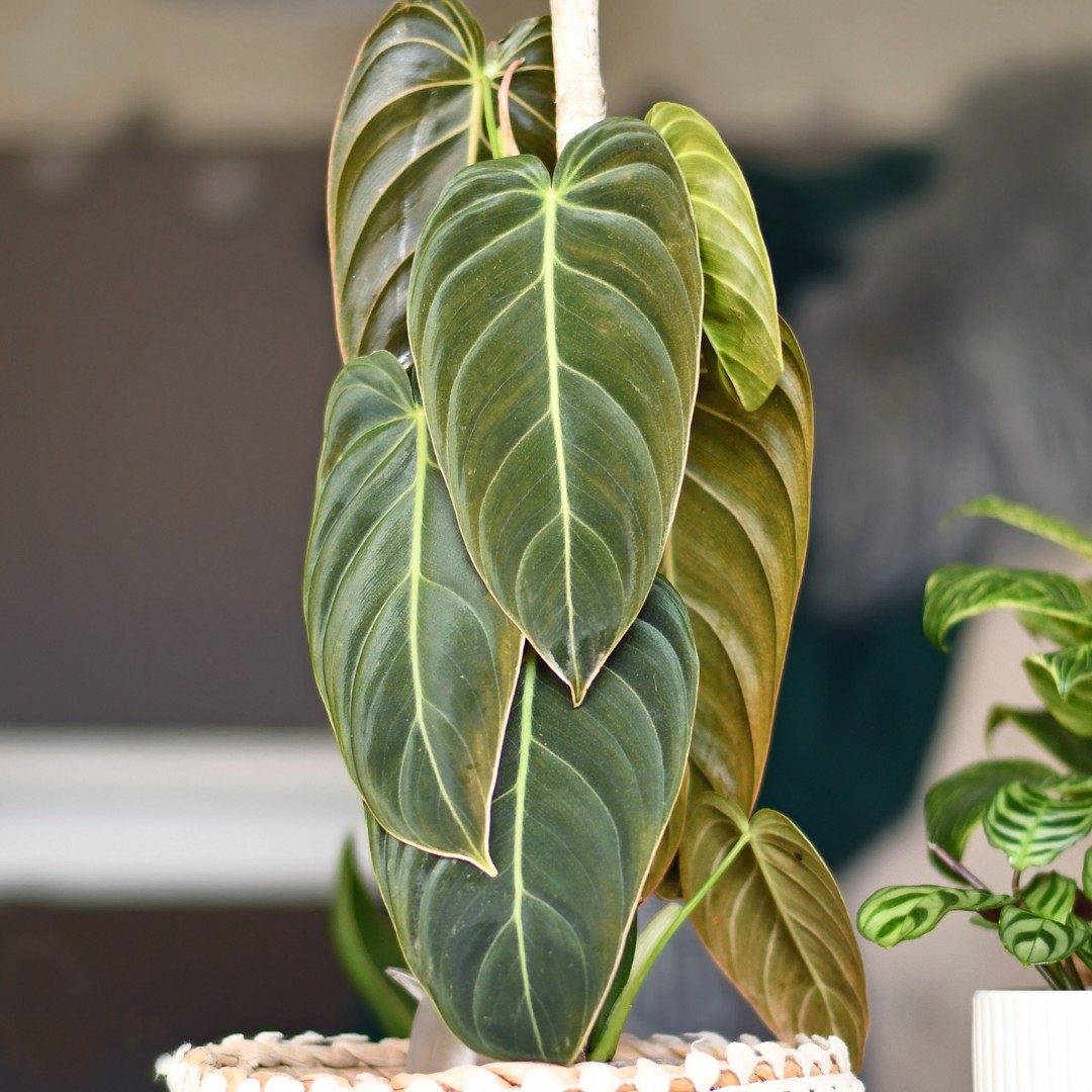 Philodendron Melanochrysum Care
