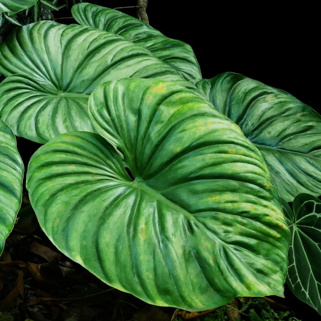Philodendron Plowmanii Care