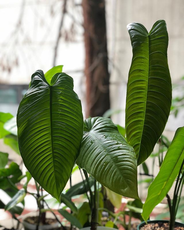 Philodendron Sharoniae Care