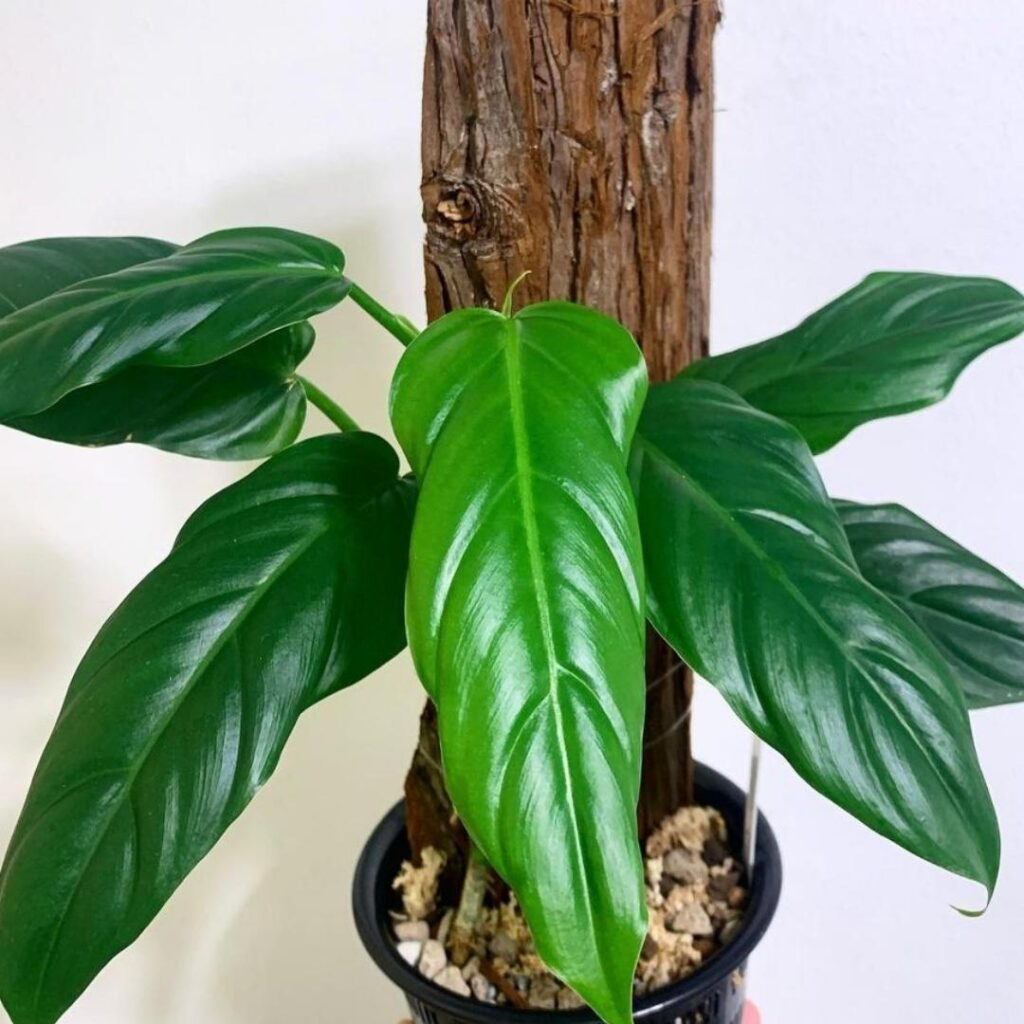 Philodendron Angustialatum Care