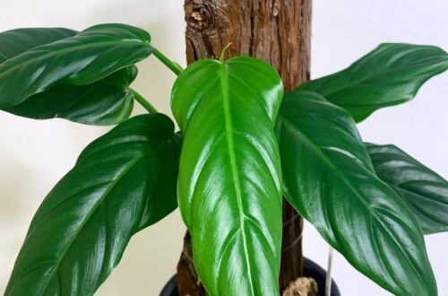 Philodendron Angustialatum