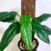Philodendron Angustialatum