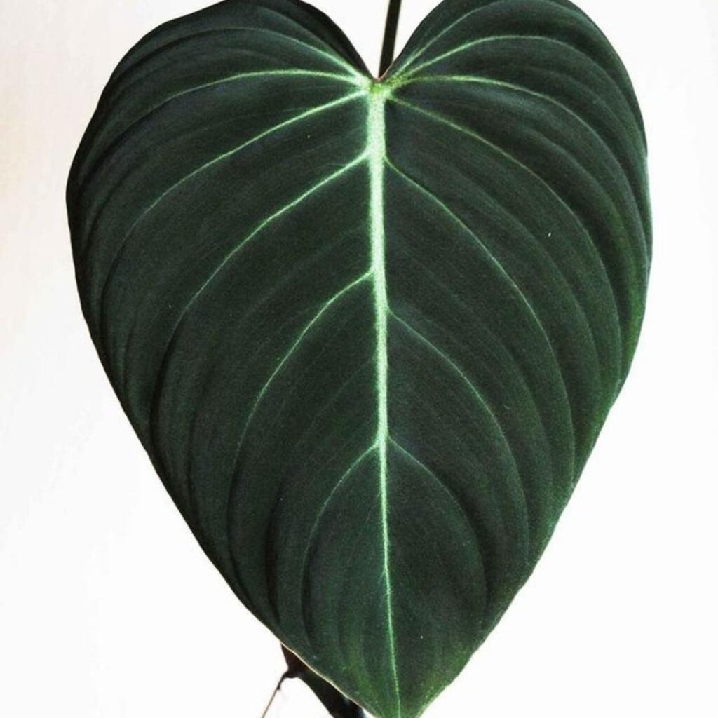 Philodendron Glorious Care