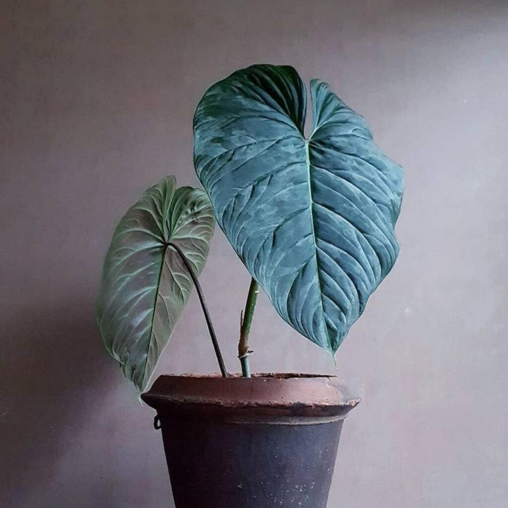 Philodendron Majestic Care