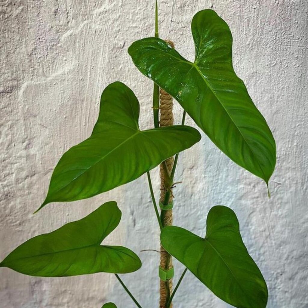 Philodendron Oxapapense Care