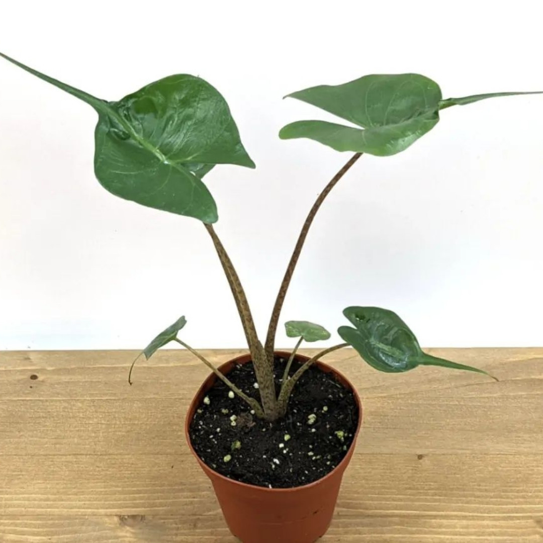 alocasia stingray - care tips and more - teak and terracotta