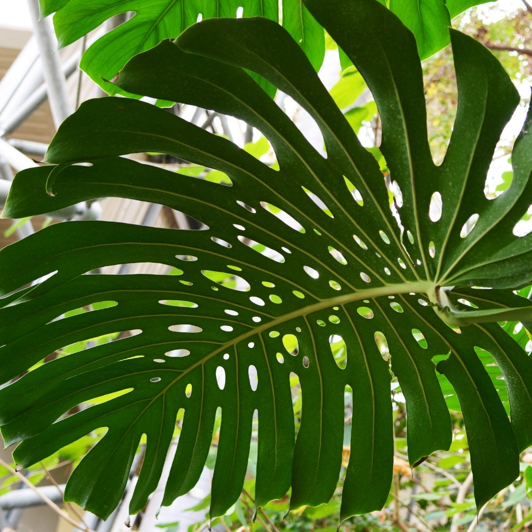 Can Monstera Live In Water