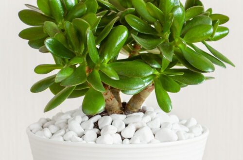 Caring For A Jade Plant