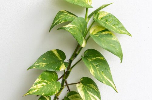 How Fast Does Pothos Grow
