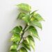 How Fast Does Pothos Grow