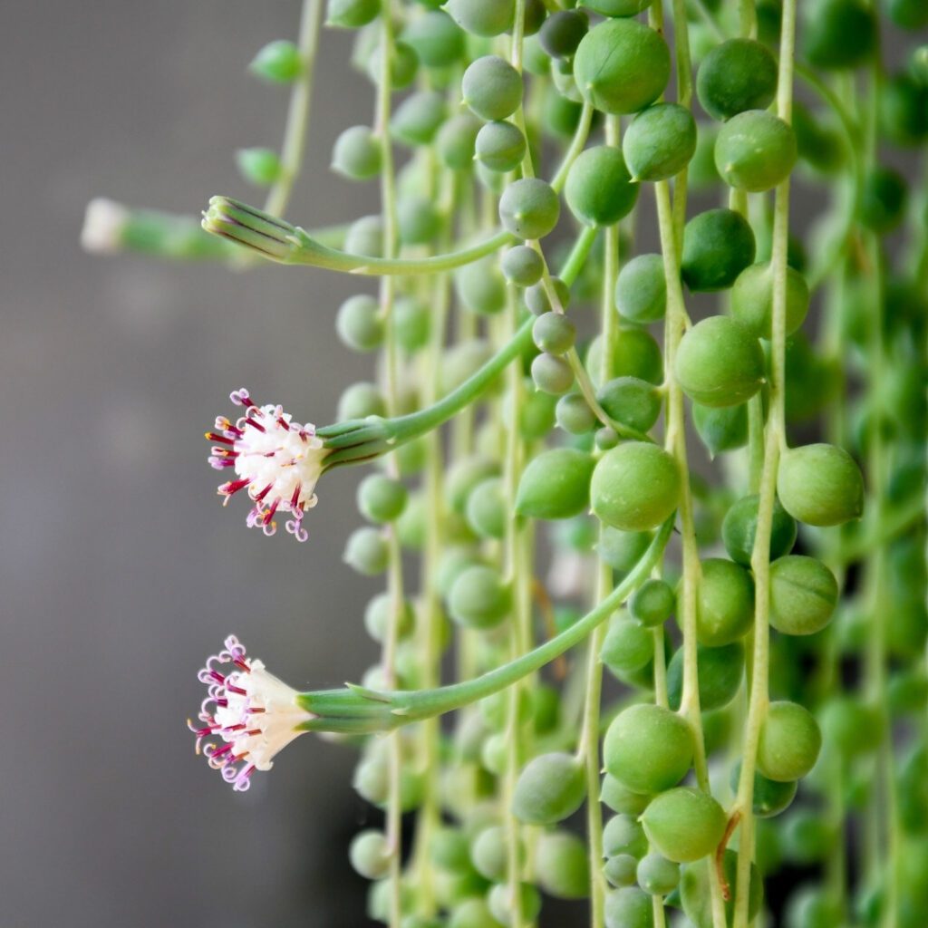 How Fast Does String Of Pearls Grow